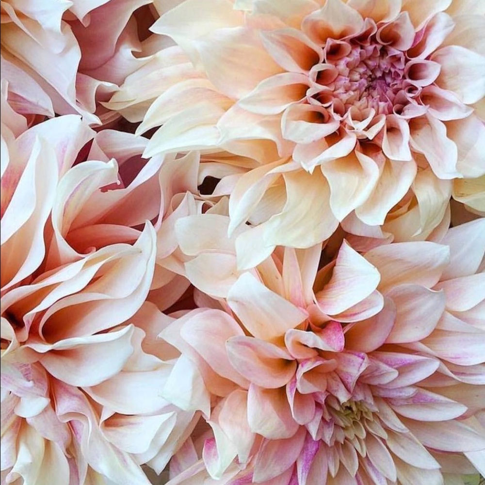 Meet your Posher, Taya